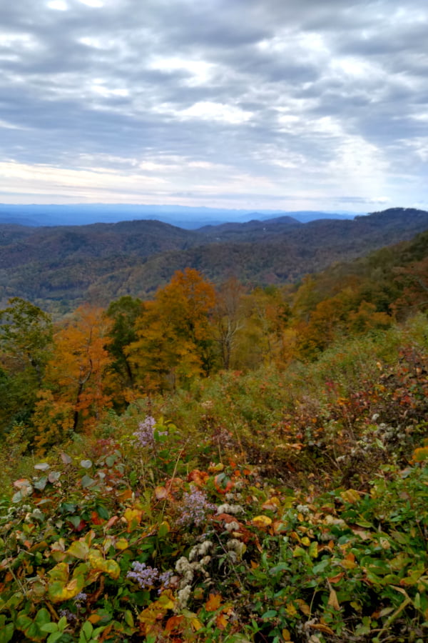 Autumn Wildflowers in foreground looking southwest to Blue Ridge at sunset.